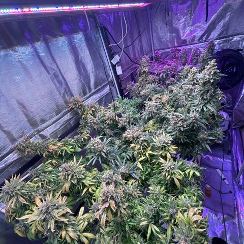 Strawberry cough #5 growlog timeline photo