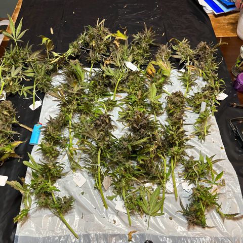 Strawberry cough #4 growlog timeline photo