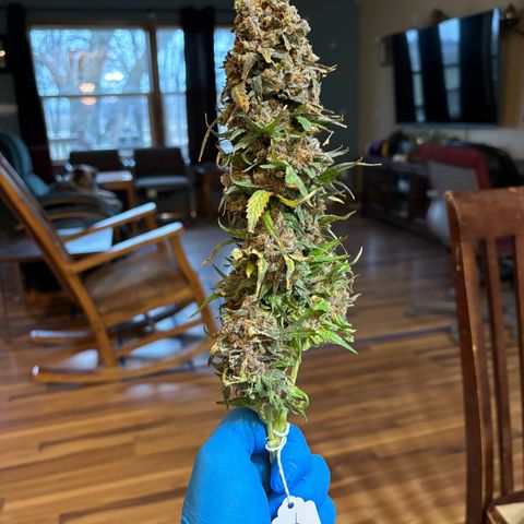 Strawberry cough #4 growlog timeline photo