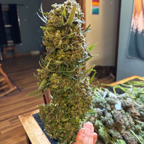 Strawberry cough #5 growlog photo: Harvest complete 
Wet weights
Largest bud 
153 grams