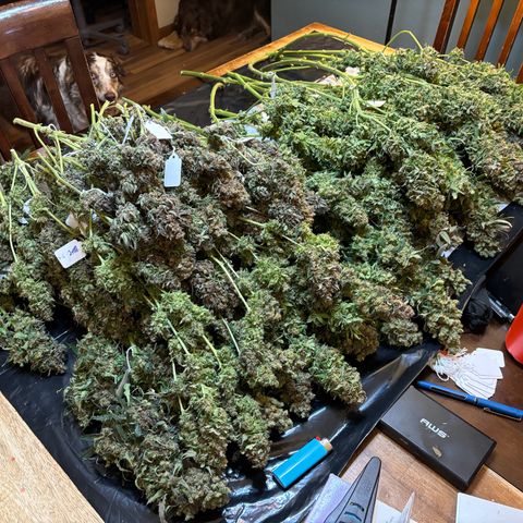 Strawberry cough #5 growlog photo: Harvest complete 
Wet weights
Largest bud 
153 grams