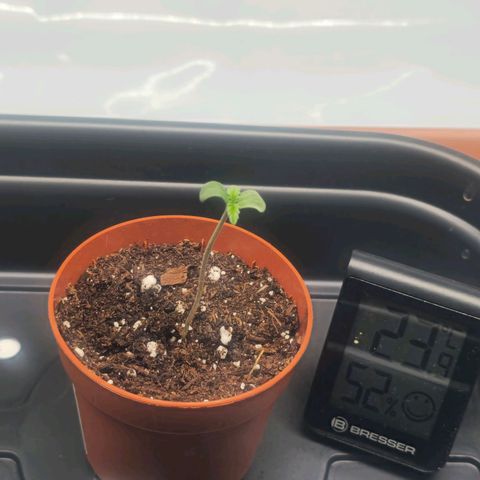 Tropicanna Poison F1  growlog timeline photo