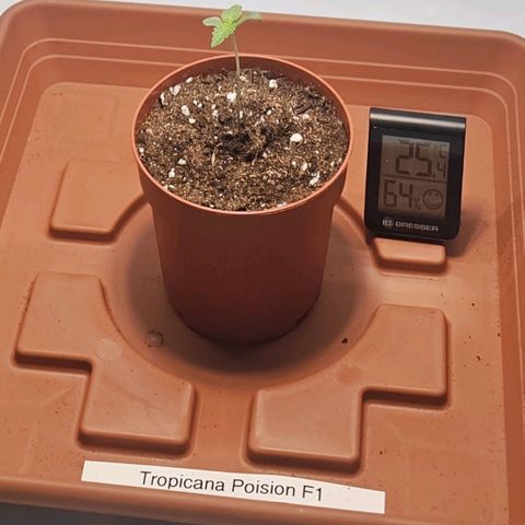 Tropicanna Poison F1  growlog timeline photo