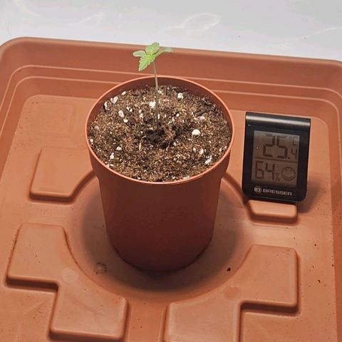 Tropicanna Poison F1  growlog timeline photo