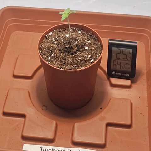 Tropicanna Poison F1  growlog timeline photo