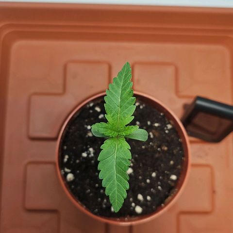 Tropicanna Poison F1  growlog timeline photo