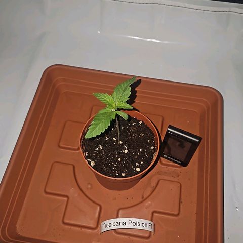 Tropicanna Poison F1  growlog photo: Vor dem Knick