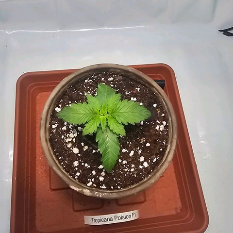 Tropicanna Poison F1  growlog timeline photo