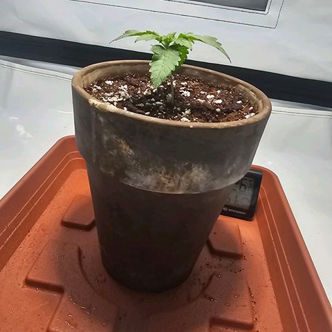 Tropicanna Poison F1  growlog timeline photo