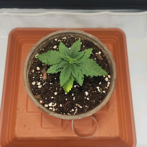Tropicanna Poison F1  growlog timeline photo