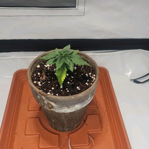 Tropicanna Poison F1  growlog timeline photo