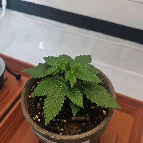 Tropicanna Poison F1  growlog timeline photo