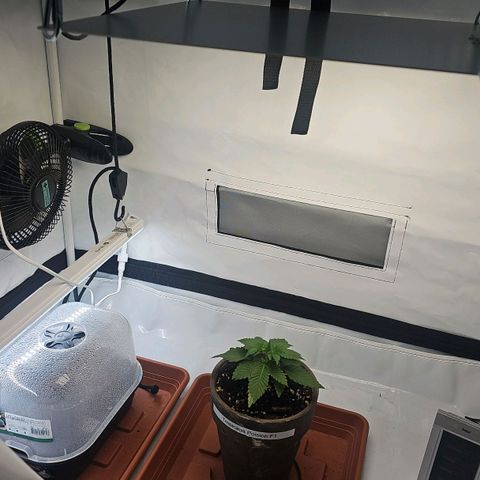 Tropicanna Poison F1  growlog timeline photo