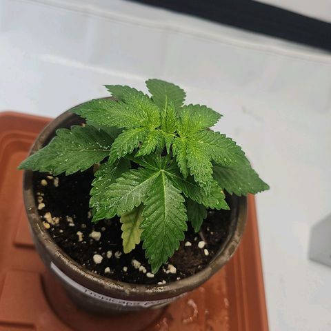 Tropicanna Poison F1  growlog timeline photo