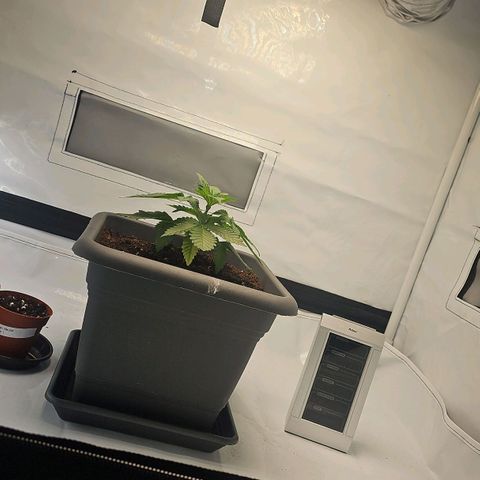 Tropicanna Poison F1  growlog timeline photo