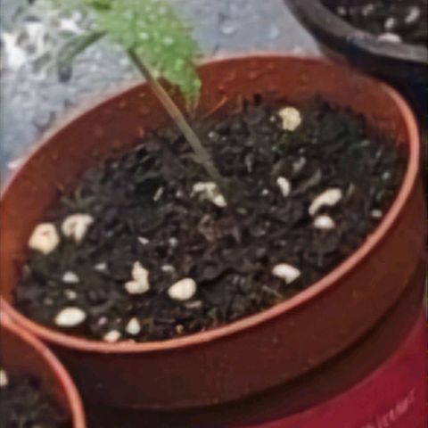 Gorilla Zkittlez  growlog timeline photo