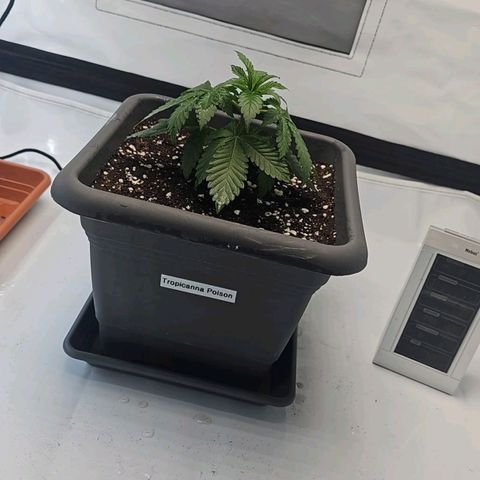 Tropicanna Poison F1  growlog timeline photo