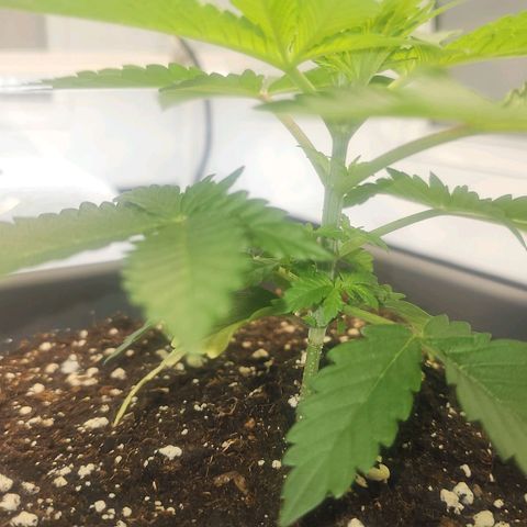 Tropicanna Poison F1  growlog timeline photo