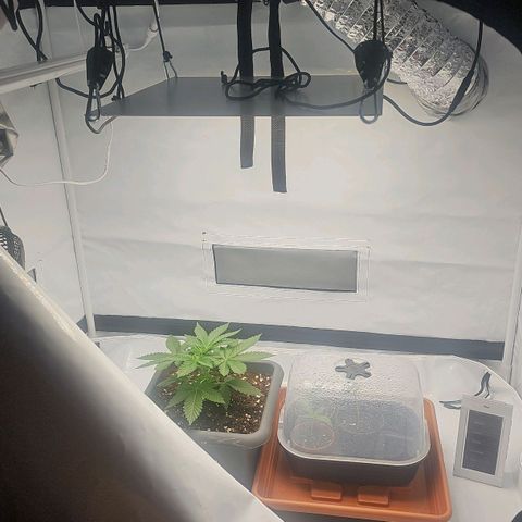 Tropicanna Poison F1  growlog timeline photo