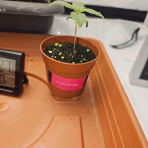 Gorilla Zkittlez  growlog timeline photo
