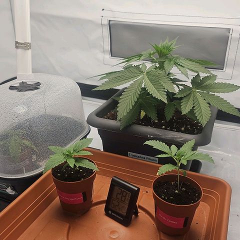 Gorilla Zkittlez  growlog timeline photo