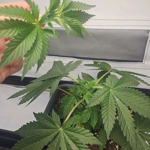 Tropicanna Poison F1  growlog timeline photo
