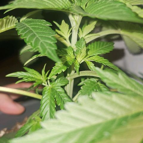 Tropicanna Poison F1  growlog timeline photo
