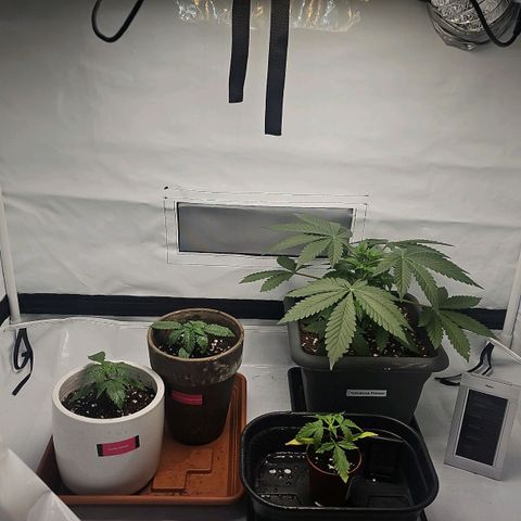Tropicanna Poison F1  growlog timeline photo