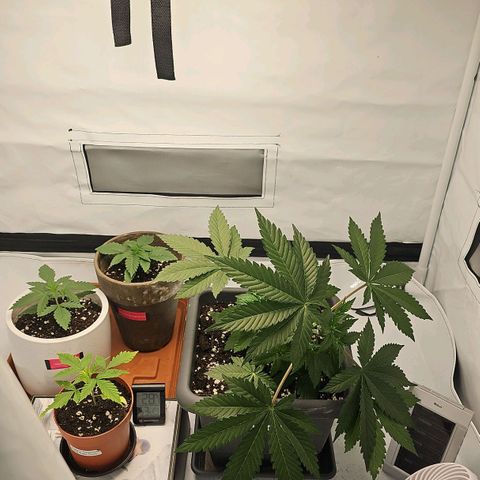 Tropicanna Poison F1  growlog timeline photo