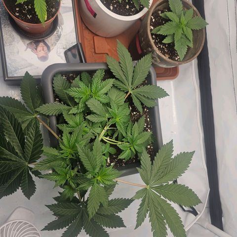 Tropicanna Poison F1  growlog timeline photo