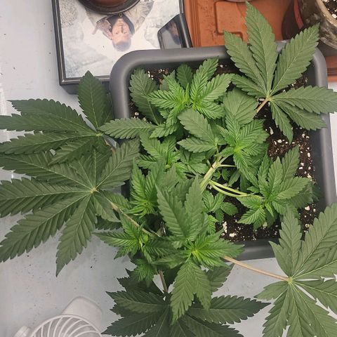 Tropicanna Poison F1  growlog timeline photo