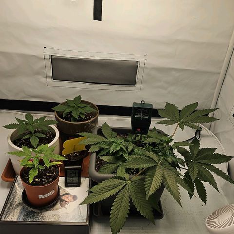 Tropicanna Poison F1  growlog timeline photo