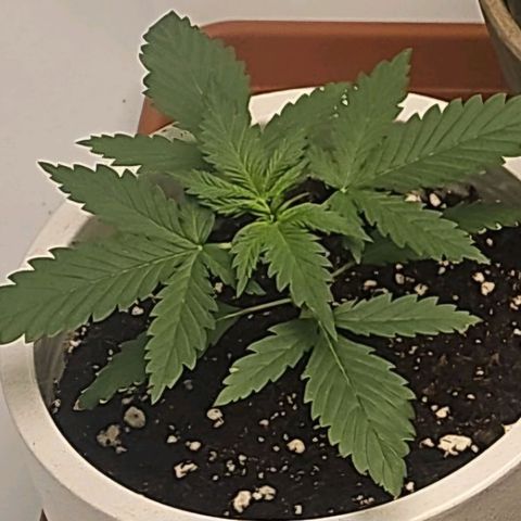 Gorilla Zkittlez  growlog timeline photo