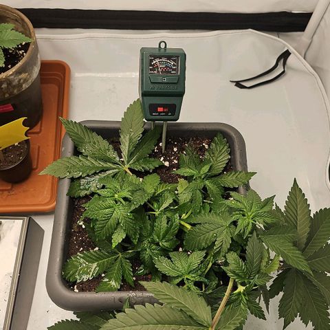Tropicanna Poison F1  growlog timeline photo