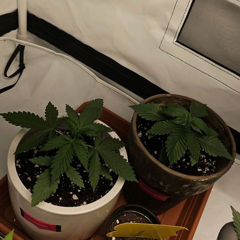 Gorilla Zkittlez  growlog timeline photo