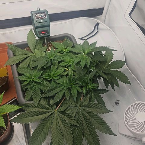 Tropicanna Poison F1  growlog photo: Vorher
