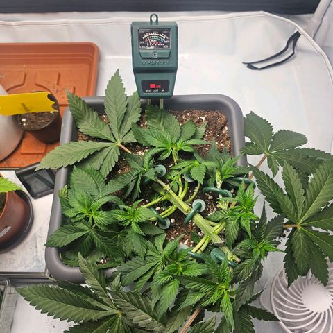 Tropicanna Poison F1  growlog photo: Nachher 