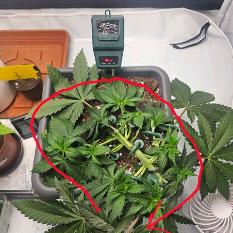 Tropicanna Poison F1  growlog photo: Ziel des LST's 