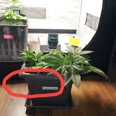 Tropicanna Poison F1  growlog photo: Neu adjustiert, 2 Sonnensegeln weg gemacht 