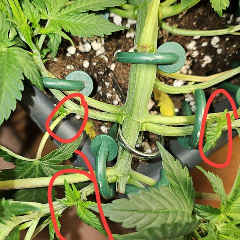 Tropicanna Poison F1  growlog photo: Neu adjustiert, 2 Sonnensegeln weg gemacht 