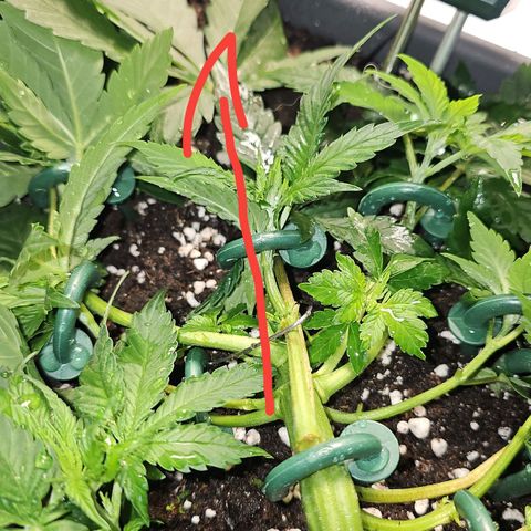 Tropicanna Poison F1  growlog photo: Neu adjustiert, 2 Sonnensegeln weg gemacht 