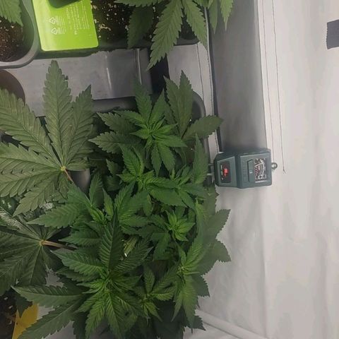 Tropicanna Poison F1  growlog photo: Neu adjustiert, 2 Sonnensegeln weg gemacht 