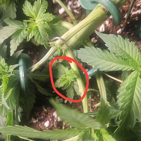 Tropicanna Poison F1  growlog photo: Neu adjustiert, 2 Sonnensegeln weg gemacht 