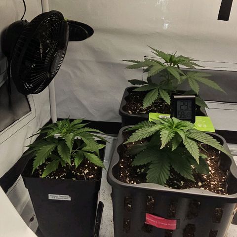 Gorilla Zkittlez  growlog timeline photo