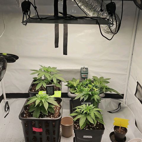 Gorilla Zkittlez  growlog timeline photo