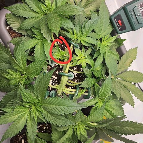 Tropicanna Poison F1  growlog photo: Der 13. Top kommt jetzt auch langsam nach oben 