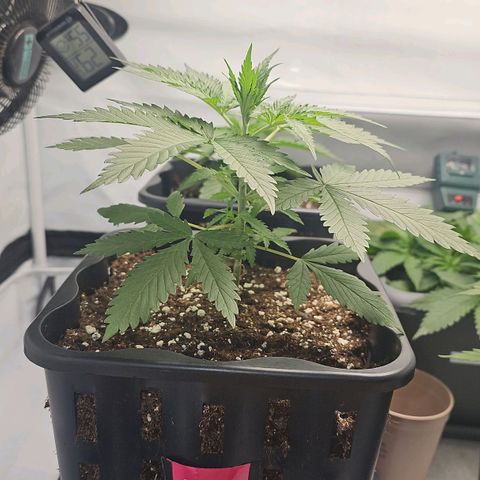 Gorilla Zkittlez  growlog timeline photo