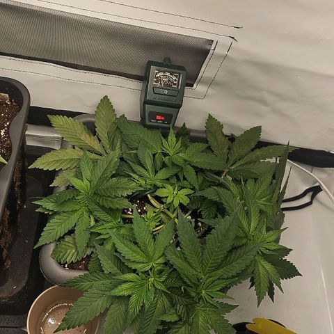 Tropicanna Poison F1  growlog timeline photo