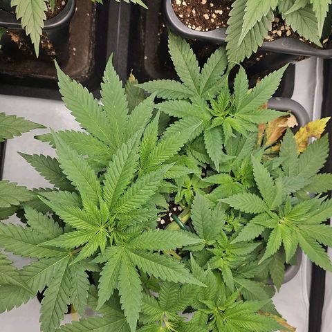 Tropicanna Poison F1  growlog timeline photo