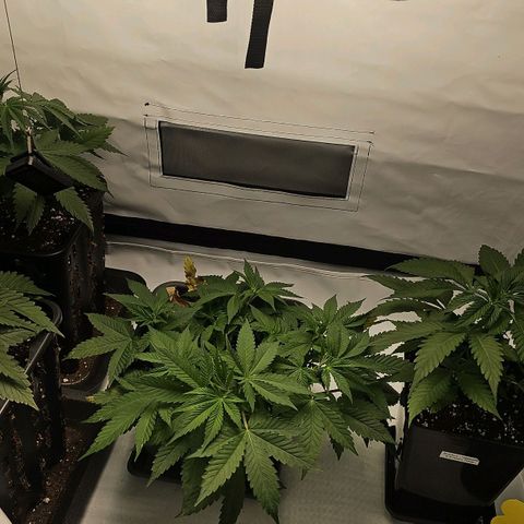 Tropicanna Poison F1  growlog timeline photo